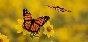 2 monarch butterflies on yellow flowers