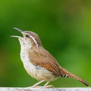 Carolina wren singing