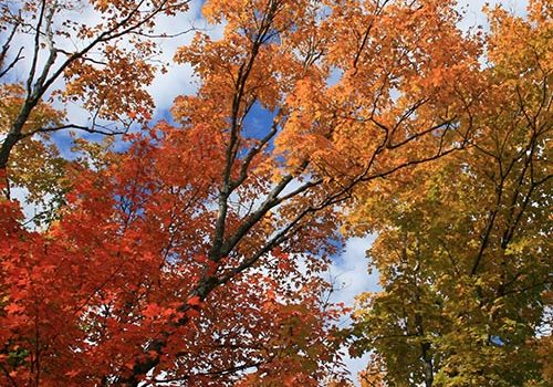 Fall Cleanup Tips for Pollinator Gardens