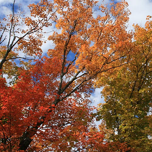 Fall Cleanup in the Pollinator and Wildlife Garden: A Comprehensive Guide to What You Need to Know and Do