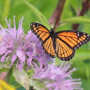 Viceroy butterfly on monarda flowers