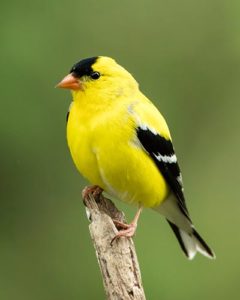 American Goldfinch