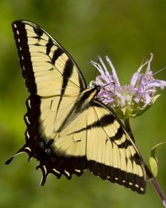 Tiger swallowtail butterfly