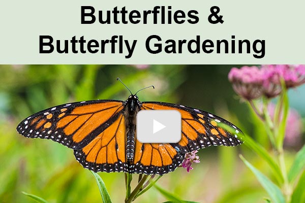 Thumbnail for playlist on butterflies and butterfly gardening
