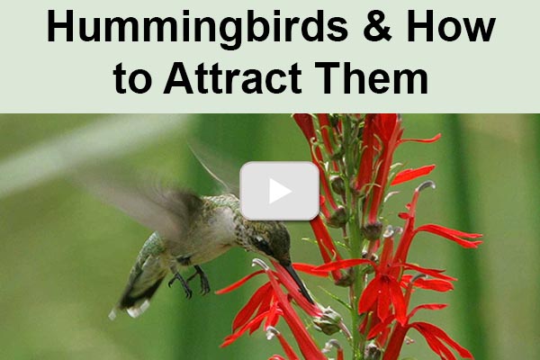 Thumbnail for playlist on hummingbirds and how to attract them
