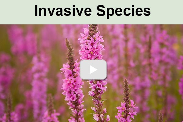Thumbnail for playlist on invasive species