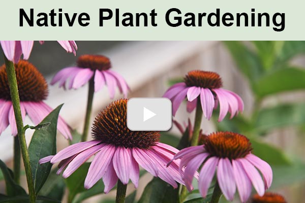 Thumbnail for playlist on native plant gardening