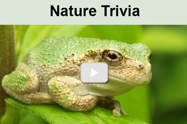 Thumbnail for playlist of nature trivia shorts