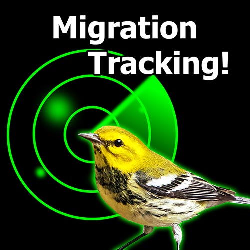 BirdCast: Revealing the Mysteries of Bird Migration