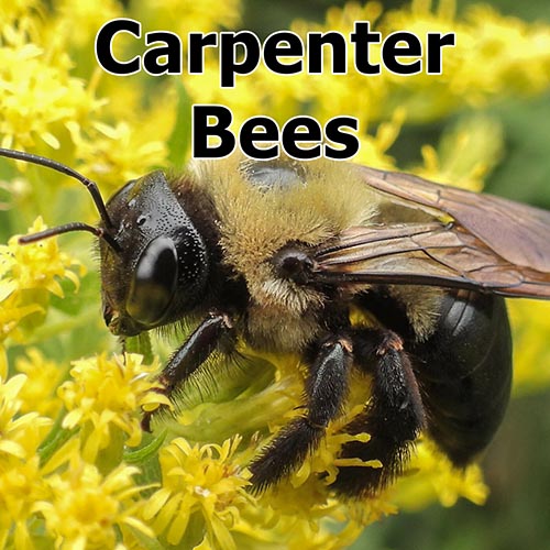 Eastern Carpenter Bees: How to Peacefully Co-exist and Why They Are Important