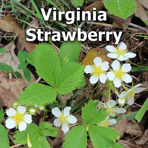 Virginia Strawberry: A Beautiful, Tasty, Underutilized Native Groundcover