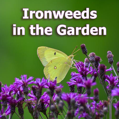 Ironweed’s Beauty and Ecological Value in Your Garden: Mt. Cuba’s Vernonia Trial