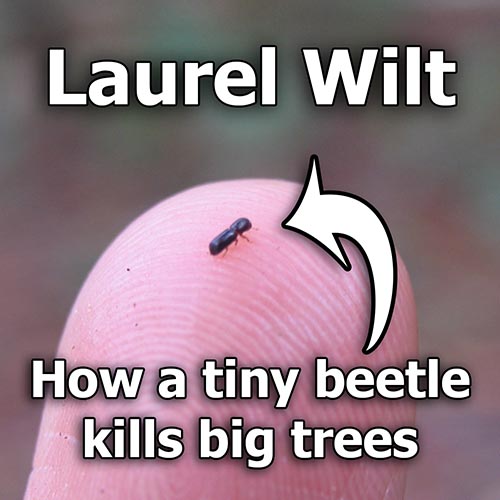 Laurel Wilt: How Tiny Beetles Can Kill Huge Trees