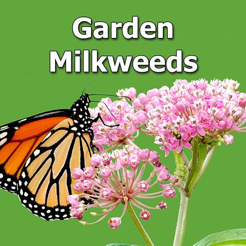 Choose the Best Native Milkweed for Your Eastern U.S. Garden
