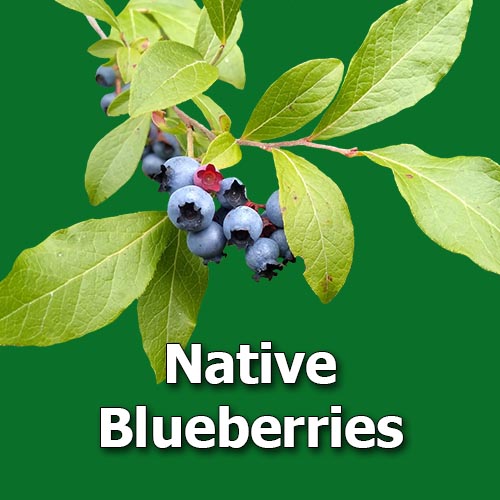 9 Native Blueberries You Can Grow in the Home Landscape