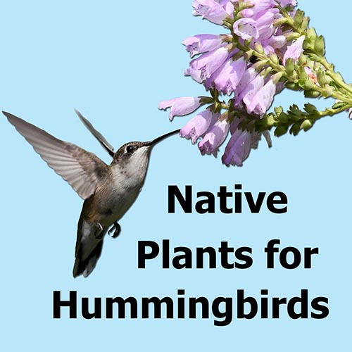 Native Plants that Attract Hummingbirds to the Eastern U.S. Garden