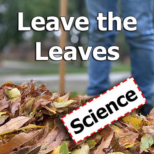 The Science Behind “Leave the Leaves”