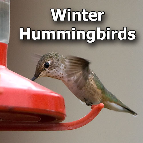 Winter hummingbirds: Caring for these rare and exciting backyard guests
