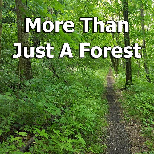 More than just a forest: Our surprisingly diverse eastern ecosystems