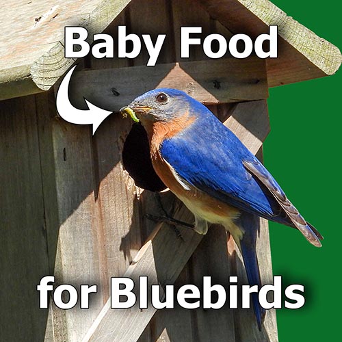 New Research Reveals Diet of Baby Eastern Bluebirds