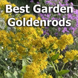 Goldenrods blooming in a garden with purple asters behind. Words "Best Garden Goldenrods" across top.